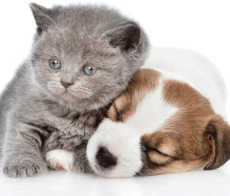 st_294011_povlak_na_polstarek_puppy_and_kitten_micro_40_40