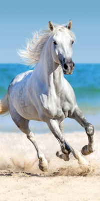 Osuška Bílý Kůň 70x140 cm