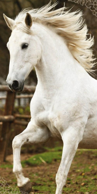 st_221324_osuska_kun_white_70_140